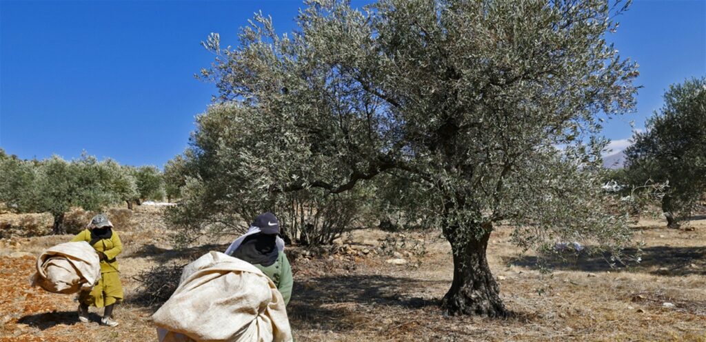 مزارعو الزيتون عادوا إلى الجنوب.. والعدوّ يسرق الاشجار المُعمّرة