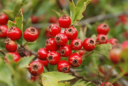 Hawthorn berries