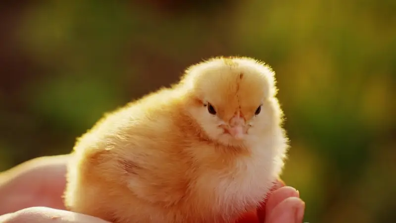 Bird Flu: A New Global Pandemic Threat?