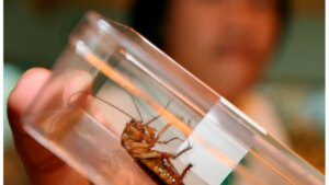 الكيمياء: الصراصير تشكل تهديداً أكبر على منزلك مما تتوقع