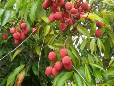 Lychee fruit: 8 amazing benefits for body and skin health and weight loss secrets