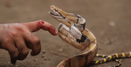 Snake bites in Lebanon, the risk is increasing and treatment is rare… Are we in danger?