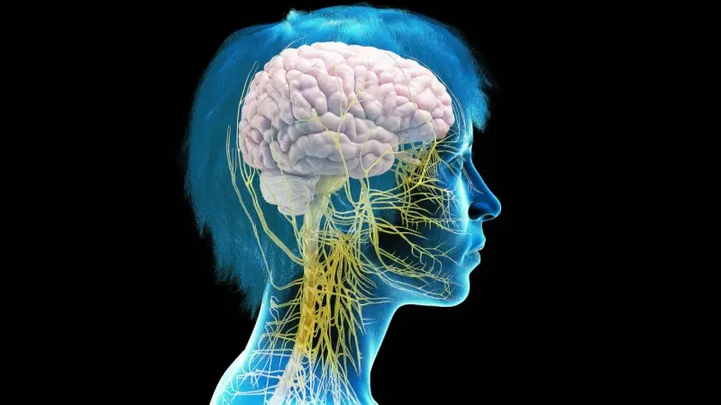 باحثون: انتظام التنفس خلال النوم يقوي الذاكرة المستدامة