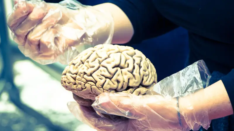 ماذا يفعل الهواء المستنشق بدماغك؟