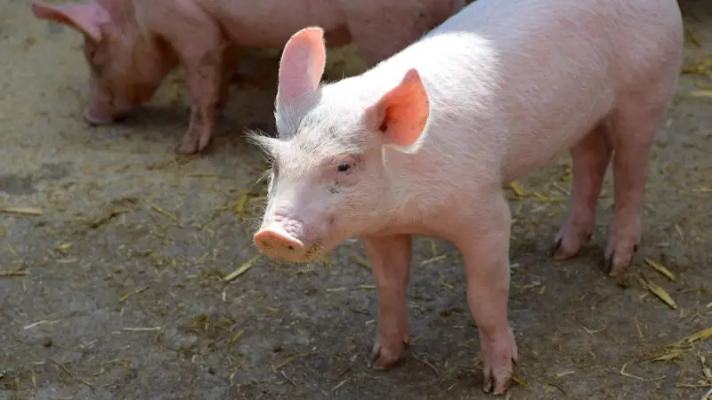 لماذا يفشل الجسم في تقبّل زرع كلى الخنزير؟