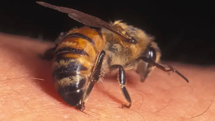 لسعة النحل: سلاح واعد في مواجهة أعراض التقدم بالعمر