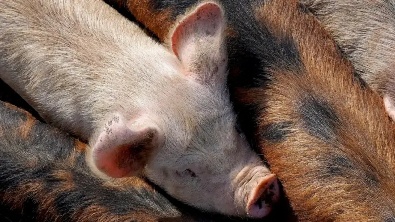 تسجيل 8 إصابات بحمى الخنازير في إسبانيا