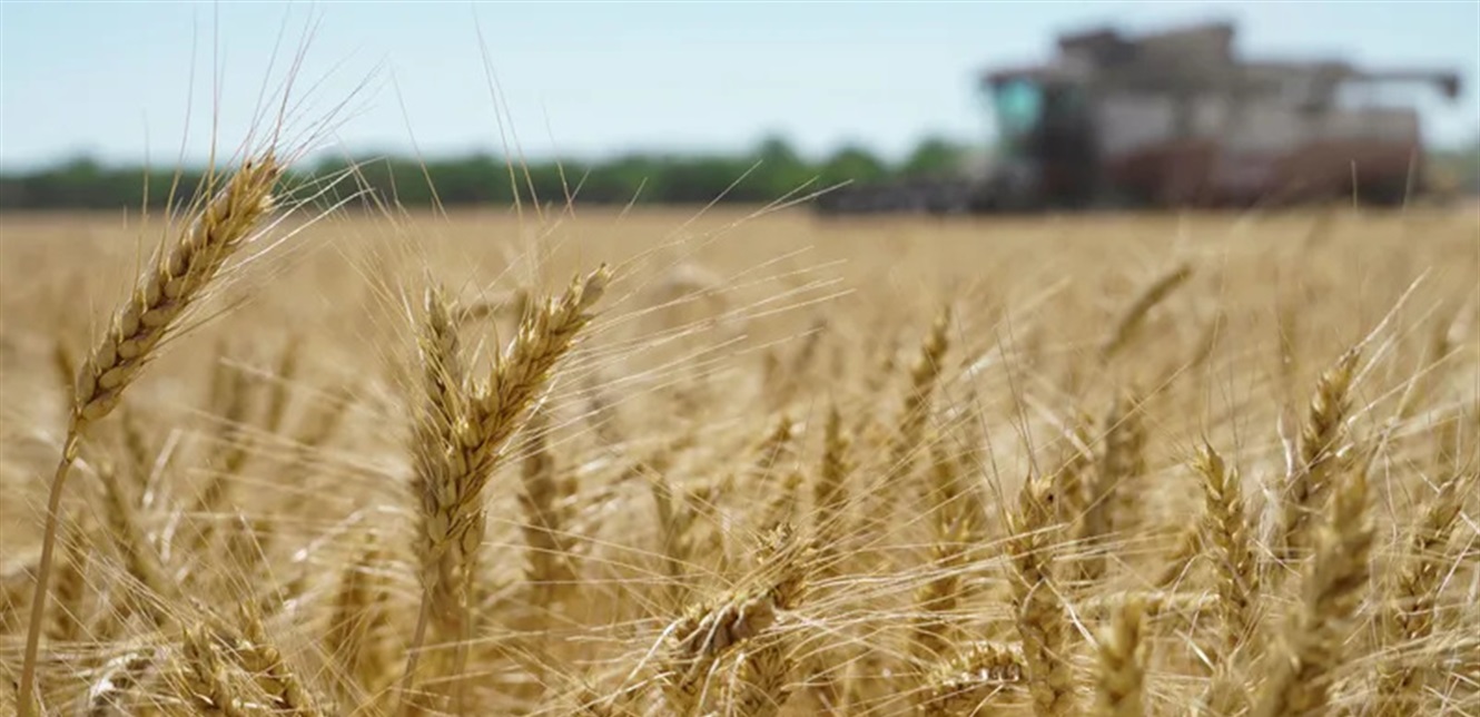 Syria Launches Plan to Develop Grain Production and Mills