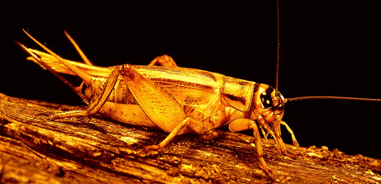 العثور على حشرات تتغذى على البلاستيك الدقيق وتنمو بشكل كبير