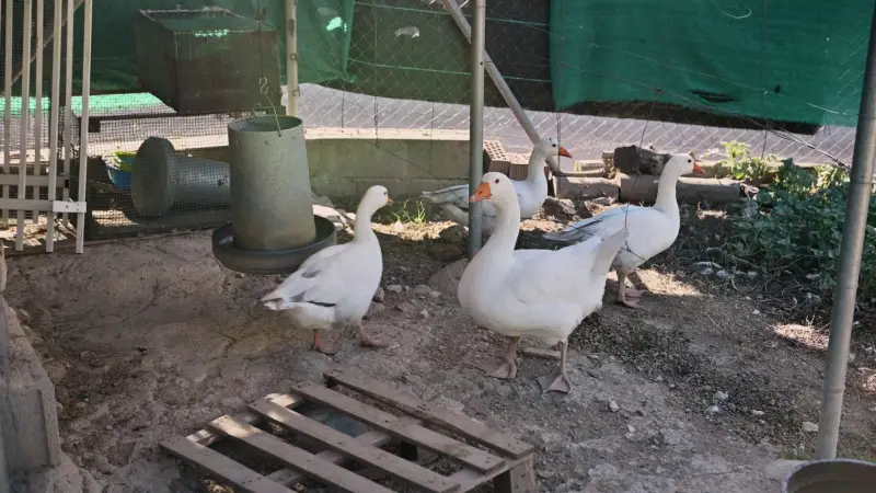 تسجيل أول حالة تفشٍّ لأنفلونزا الطيور في إسرائيل منذ عام