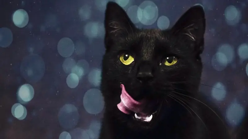 A Cat Virus: May Unlock the Mystery of “Long COVID”