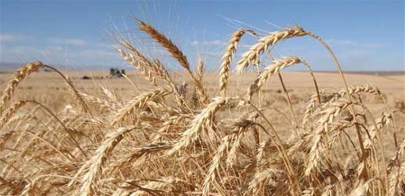 European Wheat Prices Decline in Thin Trading Due to New Year Holiday