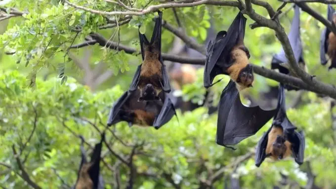 Is the country witnessing an outbreak of the Nipah virus after its appearance in India?