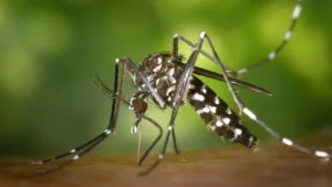 Kenya faces kala azar outbreak with a fatality rate of up to 95%
