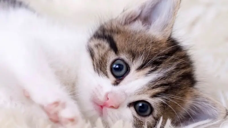 Cats: Do they hold promise for treating cancer?