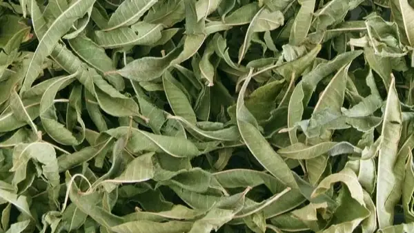 Does lemon balm boost brain health? New research reveals the answer