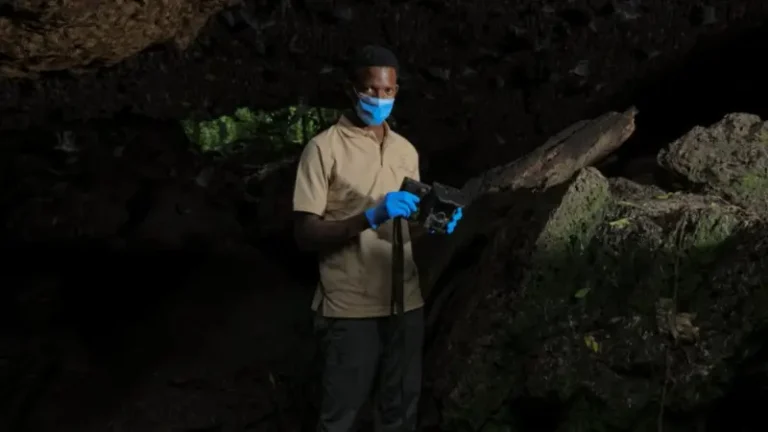 A network of bats reveals potential threats to Marburg virus