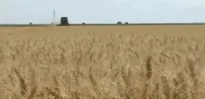 Japan provides $3 million to Sudan to enhance agriculture and food security