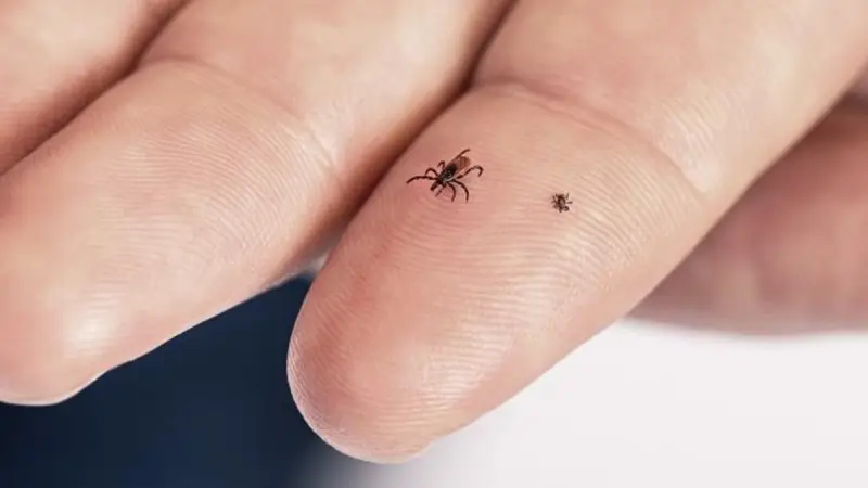 A recent study casts doubt on the link between tick bites and chronic diseases