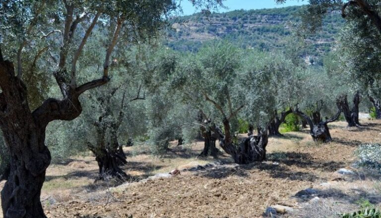 South: Sharp Decline in Olive Production as Enemy Burns and Uproots 450,000 Trees!