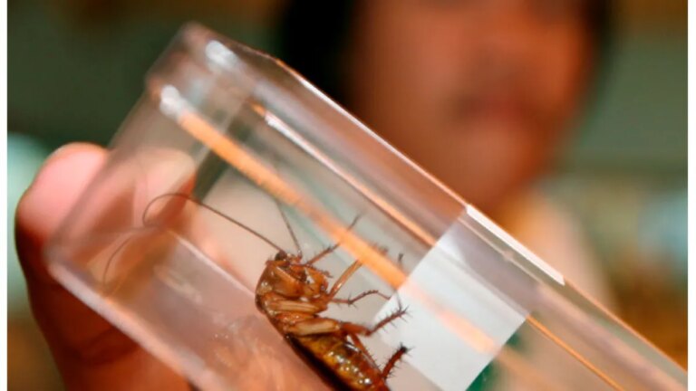 Chemistry: Cockroaches Pose a Greater Threat to Your Home Than You Think