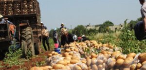 Akkar farmers call for immediate disclosure of the quantities of Egyptian potatoes stored