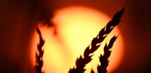 The rise in global wheat prices as a result of the decline in crop production in America