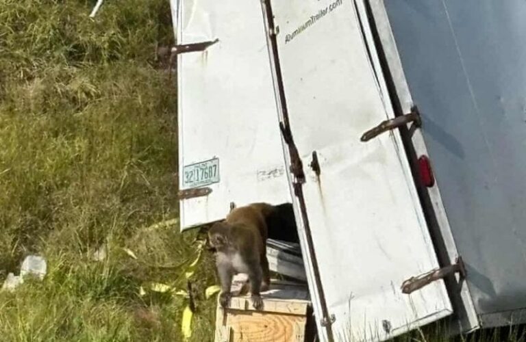 Experimental Monkey Escape: US Health Worries