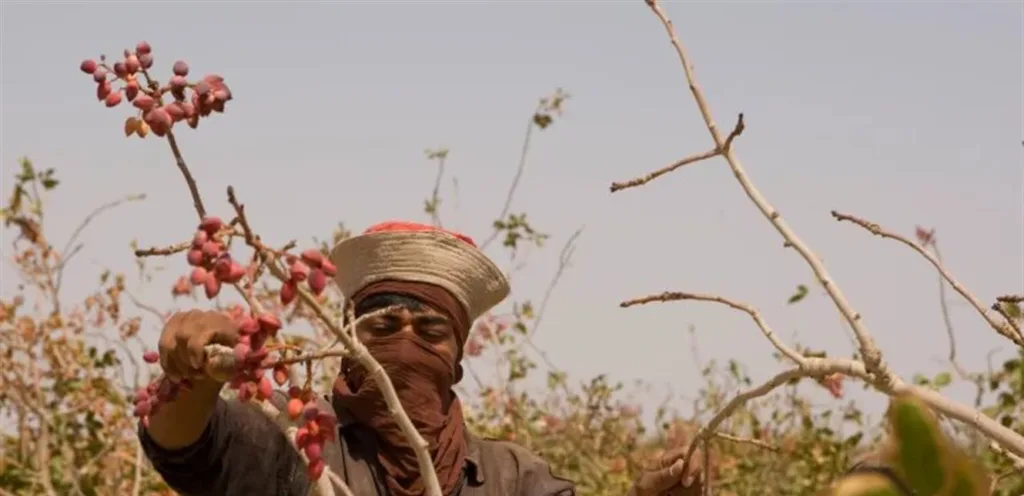 Wars raise pistachio prices to an unprecedented peak in 8 years