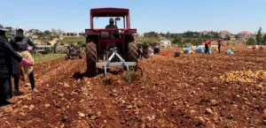 The war casts a heavy shadow on the agricultural sector in Lebanon: shocking numbers!