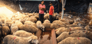 A holiday burdened with high prices… A report monitors the prices of sacrifices in Lebanon and Arab countries