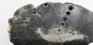 In a meteorite crater… traces of life containing extraterrestrial matter were found