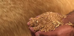 The wheat crop in Syria has doubled… and the need for imports continues