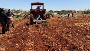 August rains threaten the season…an agricultural expert reveals the most dangerous!