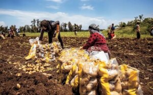 Heavy rain and thunderstorms in Akkar… and a previous warning to farmers returns to the fore