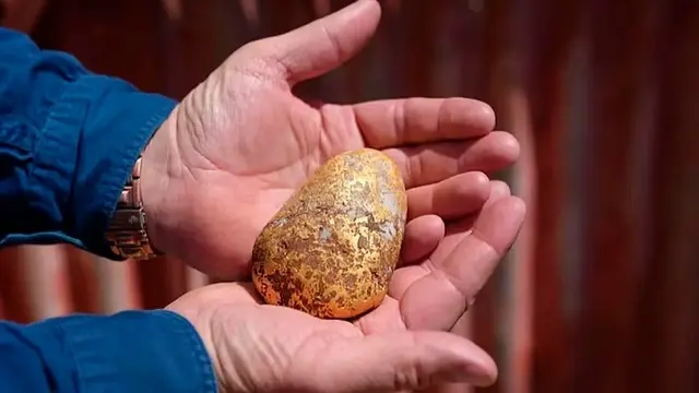 A fruitful adventure: A citizen finds a gold nugget worth $150,000